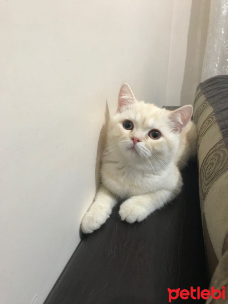 Scottish Fold, Kedi  dayı fotoğrafı