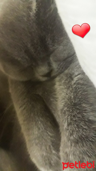 Scottish Fold, Kedi  Mia fotoğrafı