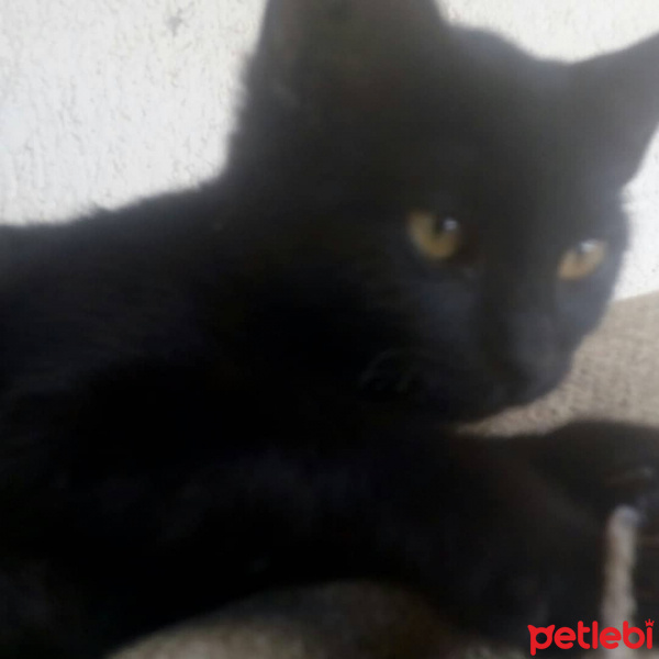 Tekir Kedi, Kedi  Puding fotoğrafı
