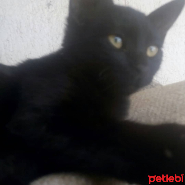 Tekir Kedi, Kedi  Puding fotoğrafı