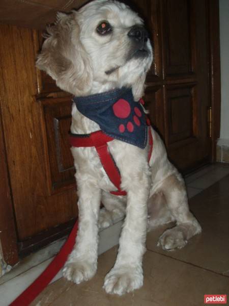 Amerikan Cocker Spaniel, Köpek  BUFFY fotoğrafı