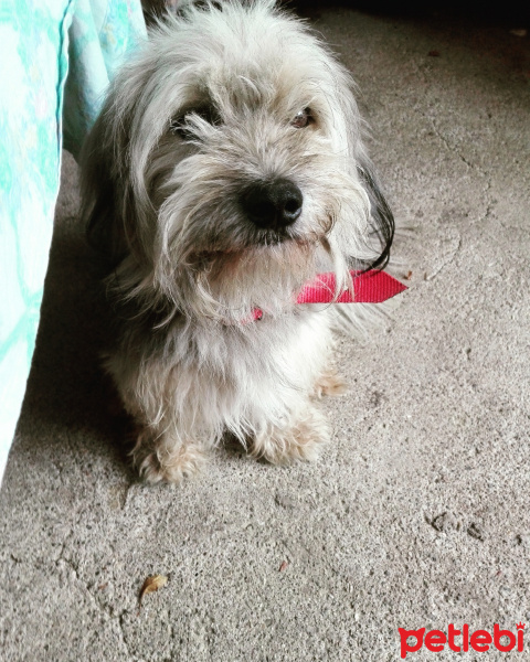 Yorkshire Terrier, Köpek  Cesur fotoğrafı