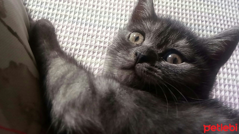 British Shorthair, Kedi  POYRAZ fotoğrafı