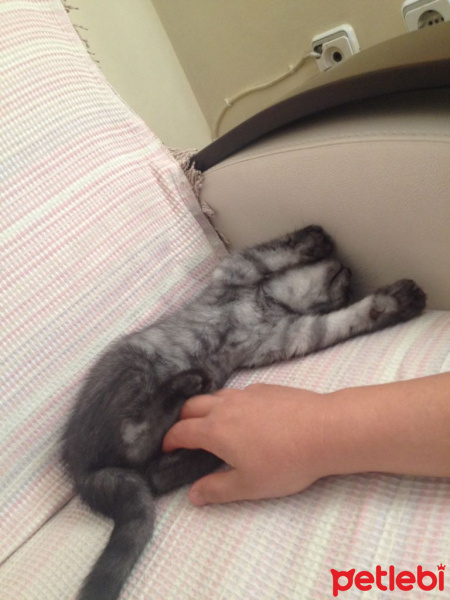 British Shorthair, Kedi  POYRAZ fotoğrafı