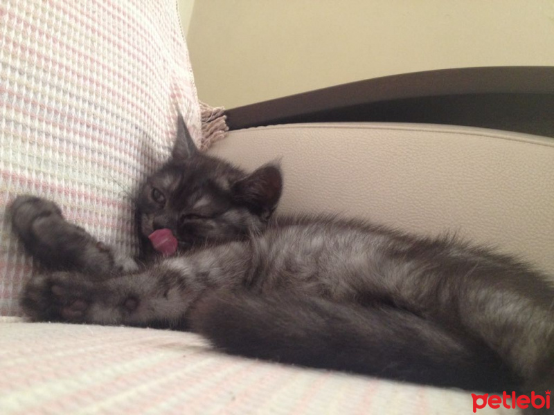 British Shorthair, Kedi  POYRAZ fotoğrafı
