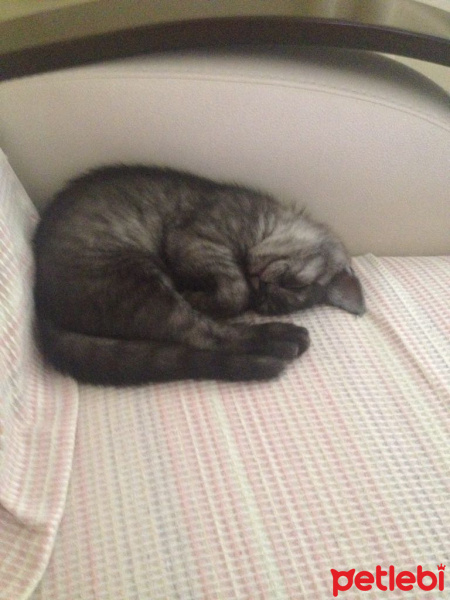 British Shorthair, Kedi  POYRAZ fotoğrafı