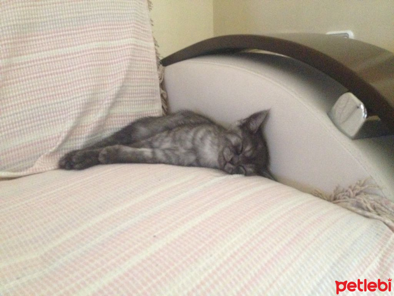 British Shorthair, Kedi  POYRAZ fotoğrafı