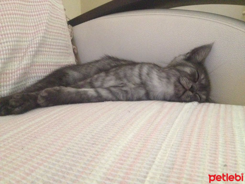 British Shorthair, Kedi  POYRAZ fotoğrafı