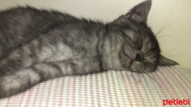British Shorthair, Kedi  POYRAZ fotoğrafı