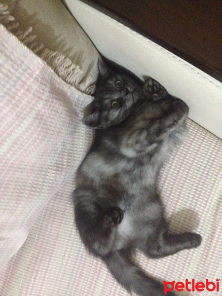 British Shorthair, Kedi  POYRAZ fotoğrafı