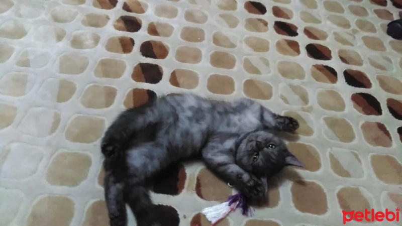 British Shorthair, Kedi  POYRAZ fotoğrafı