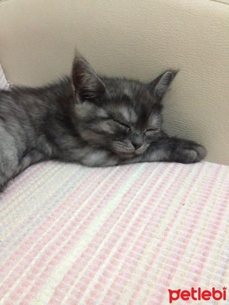 British Shorthair, Kedi  POYRAZ fotoğrafı