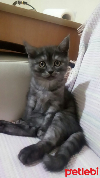 British Shorthair, Kedi  POYRAZ fotoğrafı