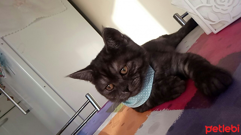 British Shorthair, Kedi  POYRAZ fotoğrafı