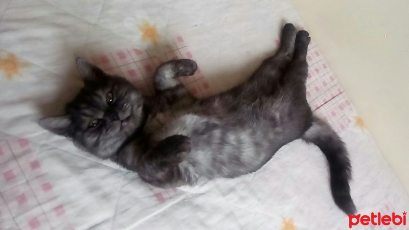 British Shorthair, Kedi  POYRAZ fotoğrafı