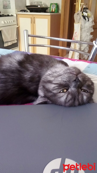 British Shorthair, Kedi  POYRAZ fotoğrafı