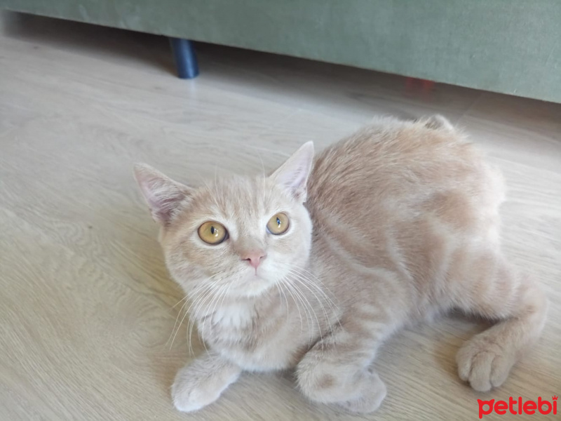 British Shorthair, Kedi  pabicik fotoğrafı