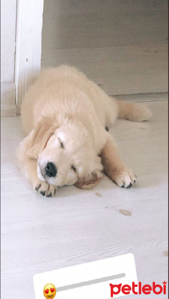 Golden Retriever, Köpek  HERA fotoğrafı