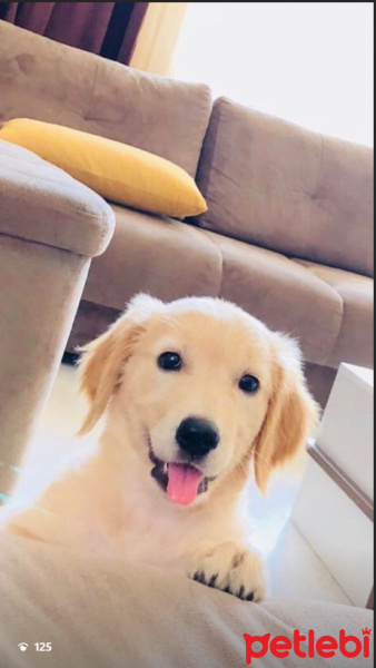 Golden Retriever, Köpek  HERA fotoğrafı