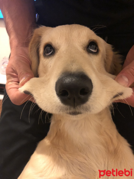 Golden Retriever, Köpek  HERA fotoğrafı