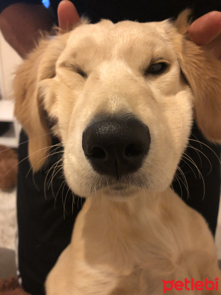 Golden Retriever, Köpek  HERA fotoğrafı