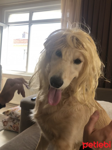 Golden Retriever, Köpek  HERA fotoğrafı