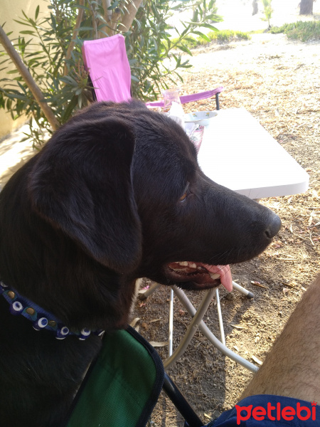 Labrador Retriever, Köpek  Aşil fotoğrafı