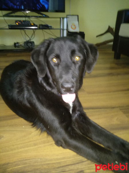 Labrador Retriever, Köpek  Aşil fotoğrafı