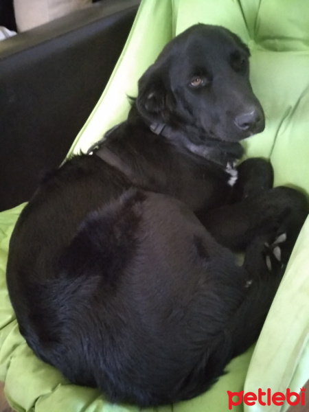Labrador Retriever, Köpek  Aşil fotoğrafı