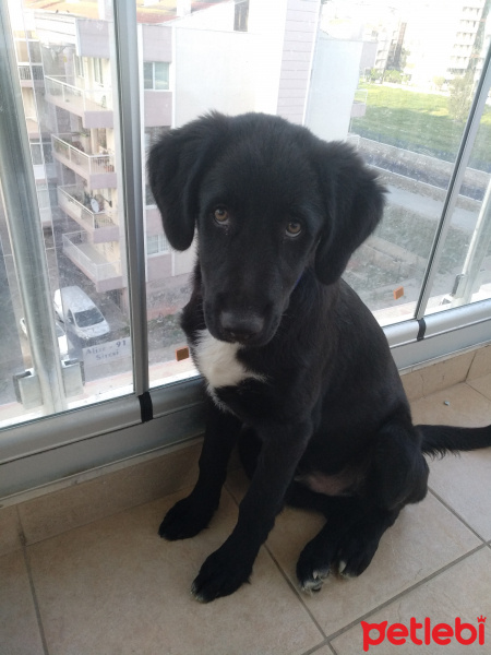 Labrador Retriever, Köpek  Aşil fotoğrafı