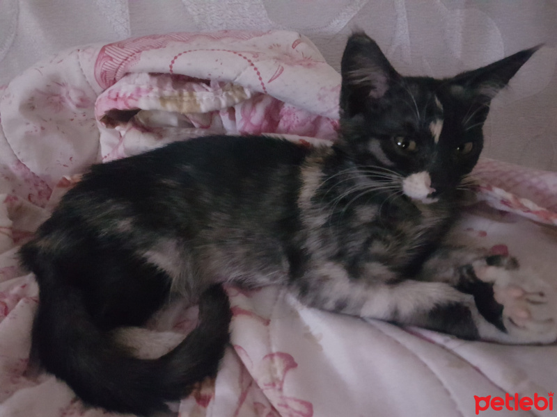 Tekir Kedi, Kedi  Küçük fotoğrafı