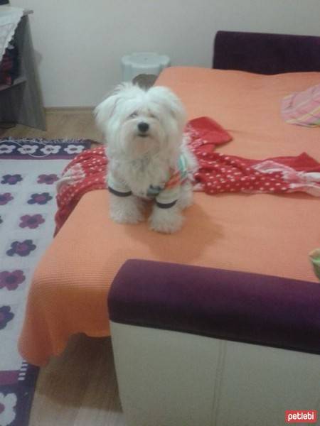 Maltese, Köpek  Lucky fotoğrafı