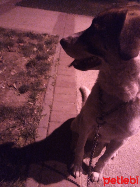 Dogo Arjantin, Köpek  Sinova fotoğrafı