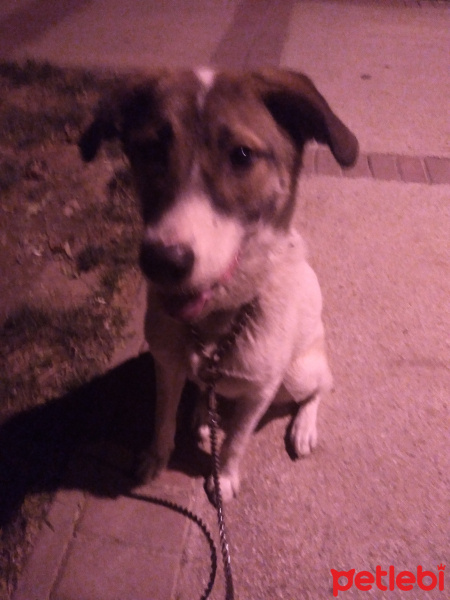 Dogo Arjantin, Köpek  Sinova fotoğrafı