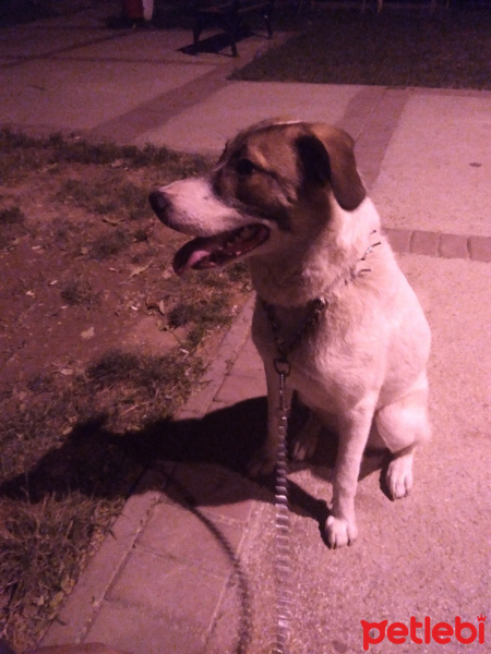 Dogo Arjantin, Köpek  Sinova fotoğrafı