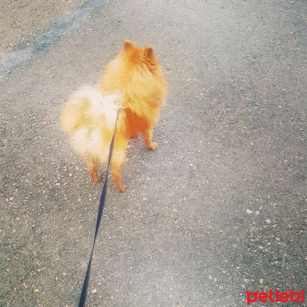 Pomeranyalı, Köpek  Vakkas fotoğrafı