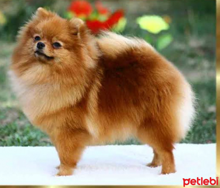 Pomeranyalı, Köpek  Vakkas fotoğrafı