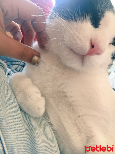 Tuxedo (Smokin) Kedi, Kedi  batman fotoğrafı
