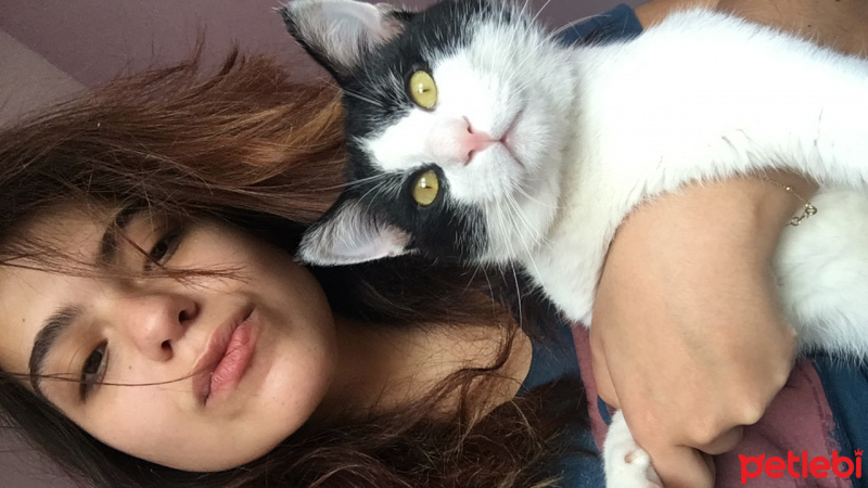 Tuxedo (Smokin) Kedi, Kedi  batman fotoğrafı