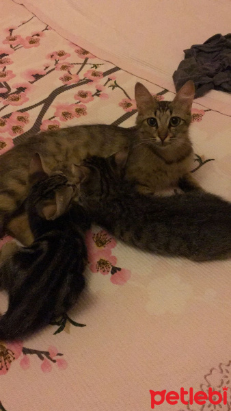Tekir Kedi, Kedi  Mia fotoğrafı