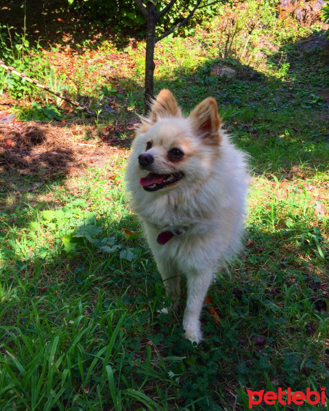 Pomeranyalı, Köpek  Poli fotoğrafı