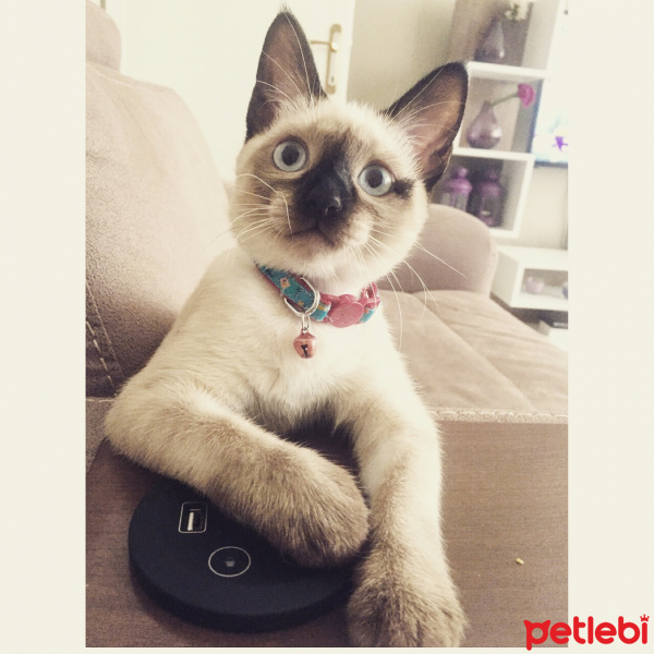 Siyam Kedisi, Kedi  Kavun fotoğrafı