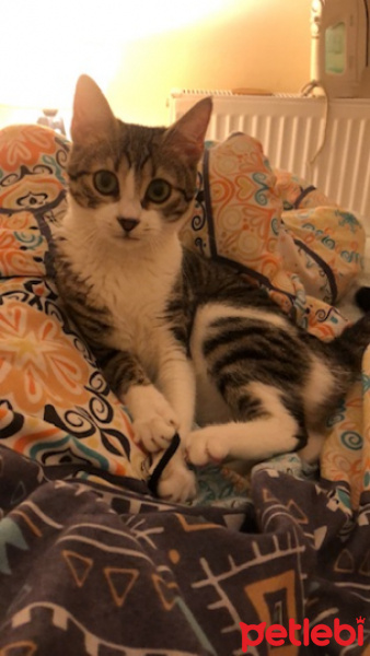 Tekir Kedi, Kedi  LİYA fotoğrafı