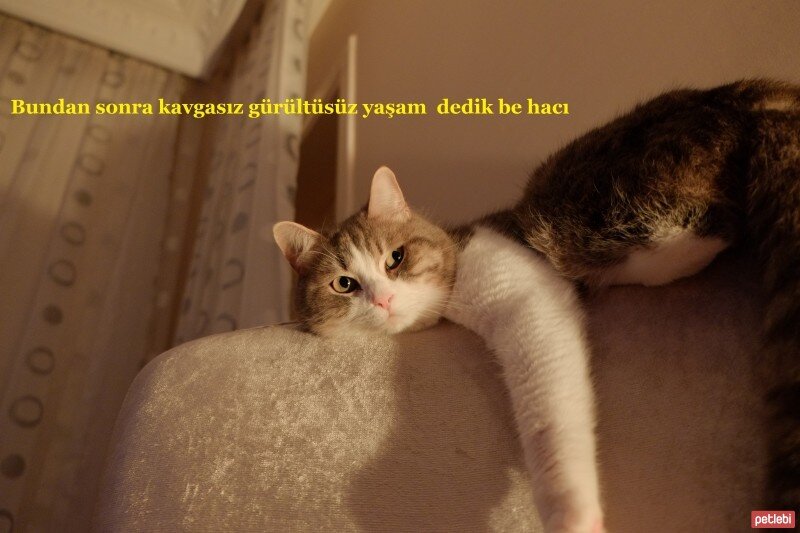 Tekir Kedi, Kedi  Şarlo fotoğrafı