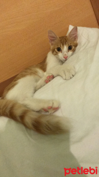 Somali, Kedi  Pamuk fotoğrafı
