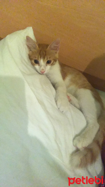 Somali, Kedi  Pamuk fotoğrafı
