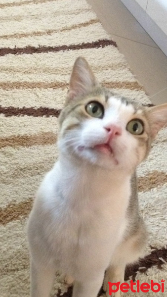 Tekir Kedi, Kedi  TEDY fotoğrafı