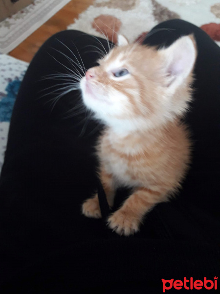 Tekir Kedi, Kedi  Tarçin fotoğrafı