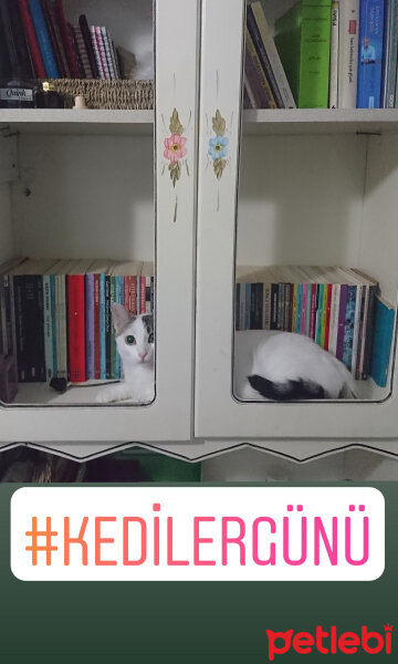 Tekir Kedi, Kedi  Turta fotoğrafı