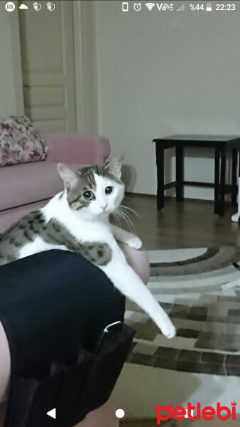 Tekir Kedi, Kedi  Paşa fotoğrafı